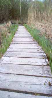 Camargue wooden path